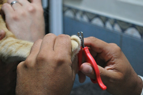 Clipping a cat's nails