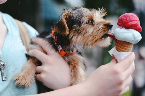 puppy licking ice cream cone