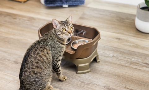 Picture of a cat with a Neater Feeder