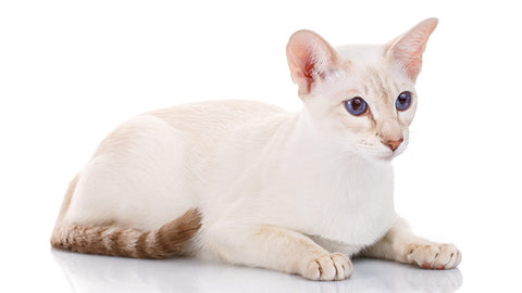 colorpoint shorthair cat