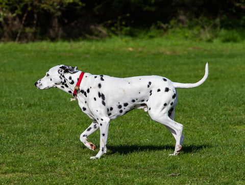 Dalmatian Green Lawn Interactive Slow Dog Feeder - Dalmatian