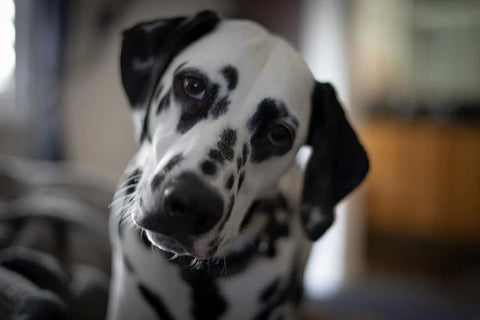 close up of dalmatian