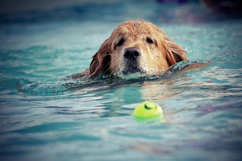 golden retriever swimming with tennis ball