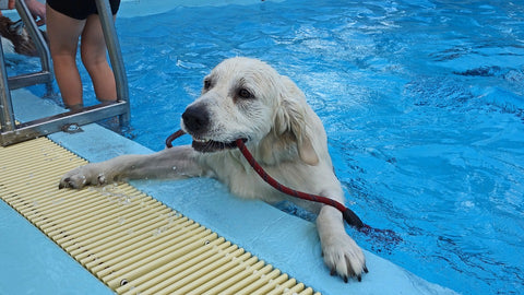 white Labrador retriever climbing out of pool