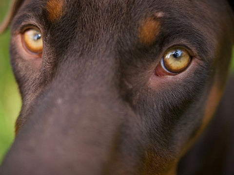 Does Your Dog Have Red Eyes Symptoms Causes And Treatments Neater Pets