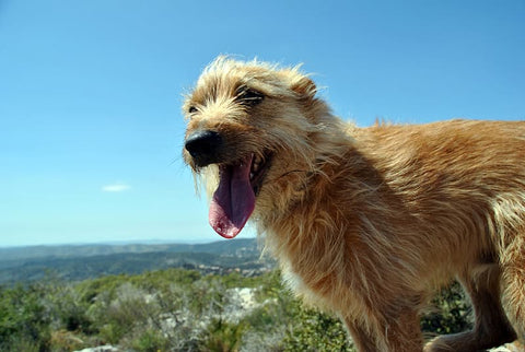 brown dog outside panting