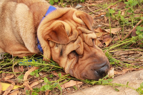 Chinese Shar-Pei laying down