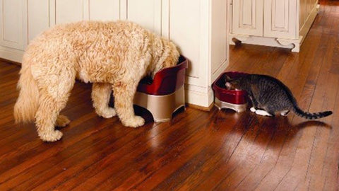 Dog and cat in kitchen with Neater Feeder 