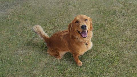 red golden retriever smiling