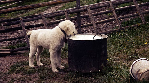 golden retriever puppy eating