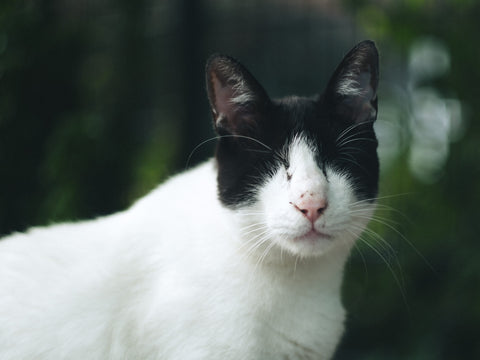 Picture of a blind cat