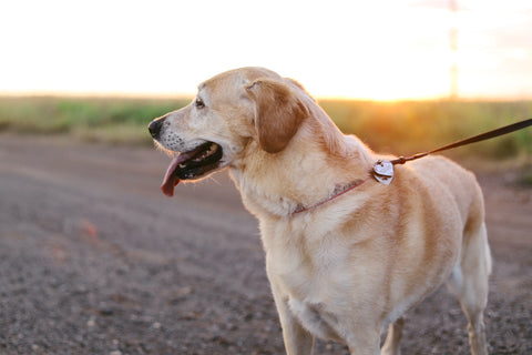 Golden Retriever on a walk