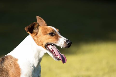 small dog outside panting