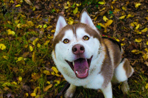 brown husky smiling in grass