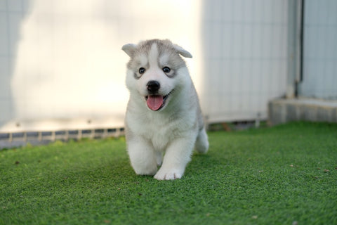 husky puppy running