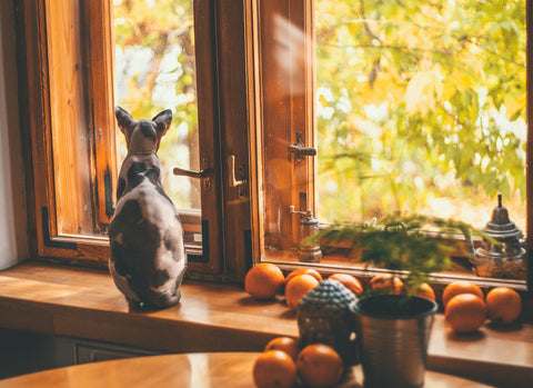 Kitten in window