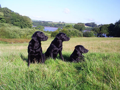 three black labradors in a field