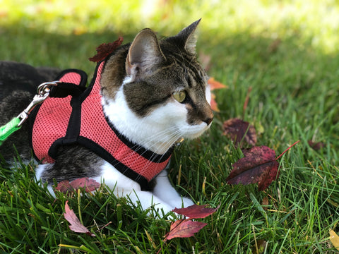 Cat with a harness and leash