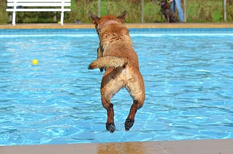 brown dog jumping into pool