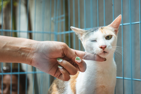 Cat in shelter 