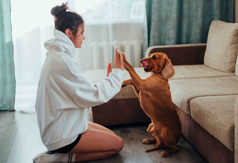 Dog entertainment: What to do on a rainy day!