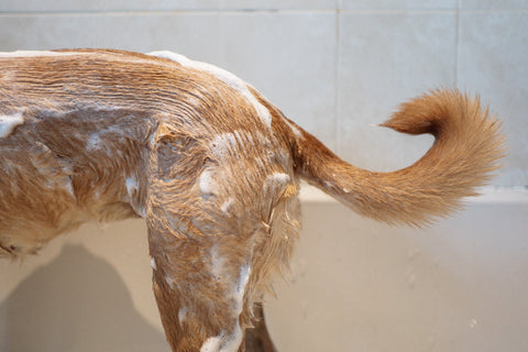 Dog in bath tub