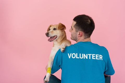 Volunteer at a pet shelter