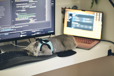 Cat laying on keyboard in office
