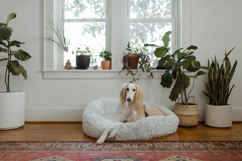 Dog laying in bed