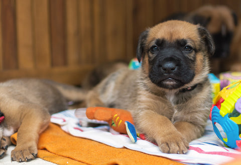 boxer puppy