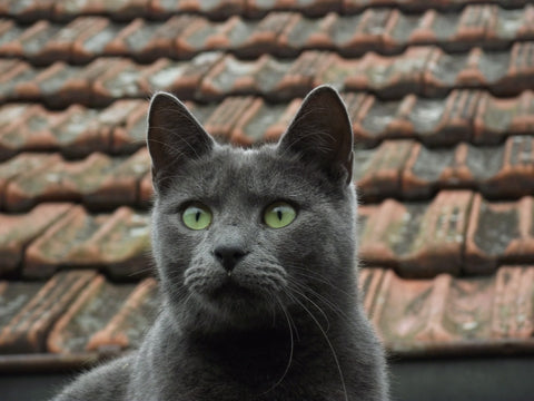 russian blue cat