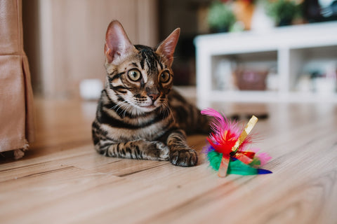 Picture of cat with toys