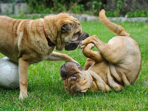 Chinese Shar-Pei puppies playing