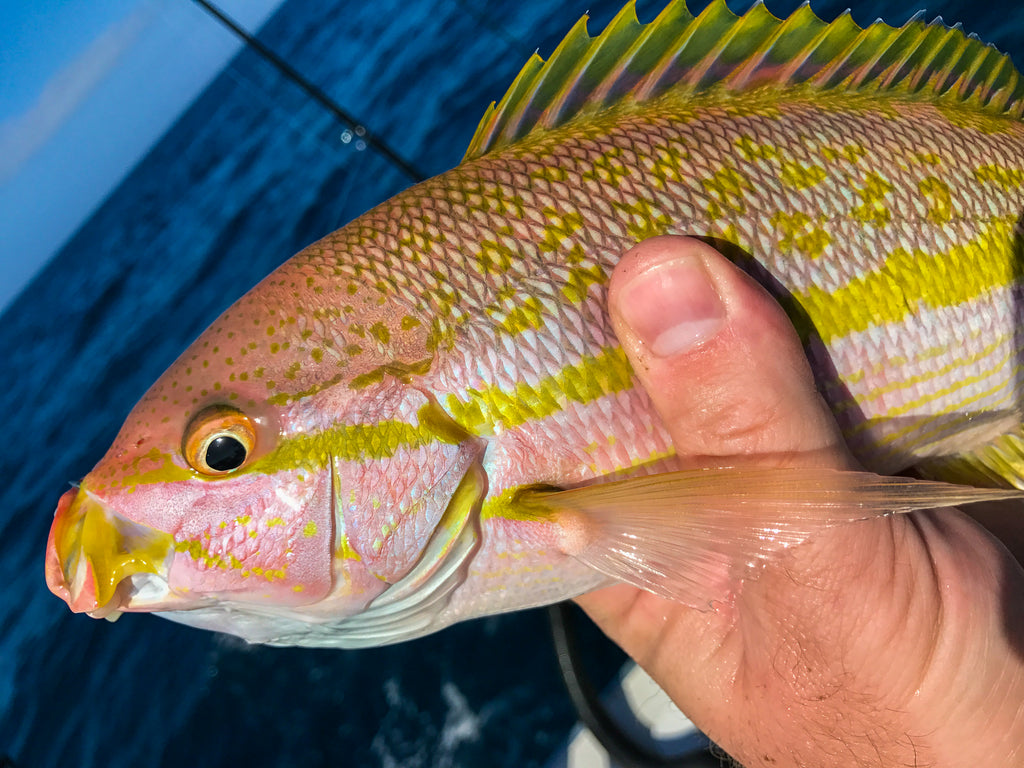 yellowtail snapper