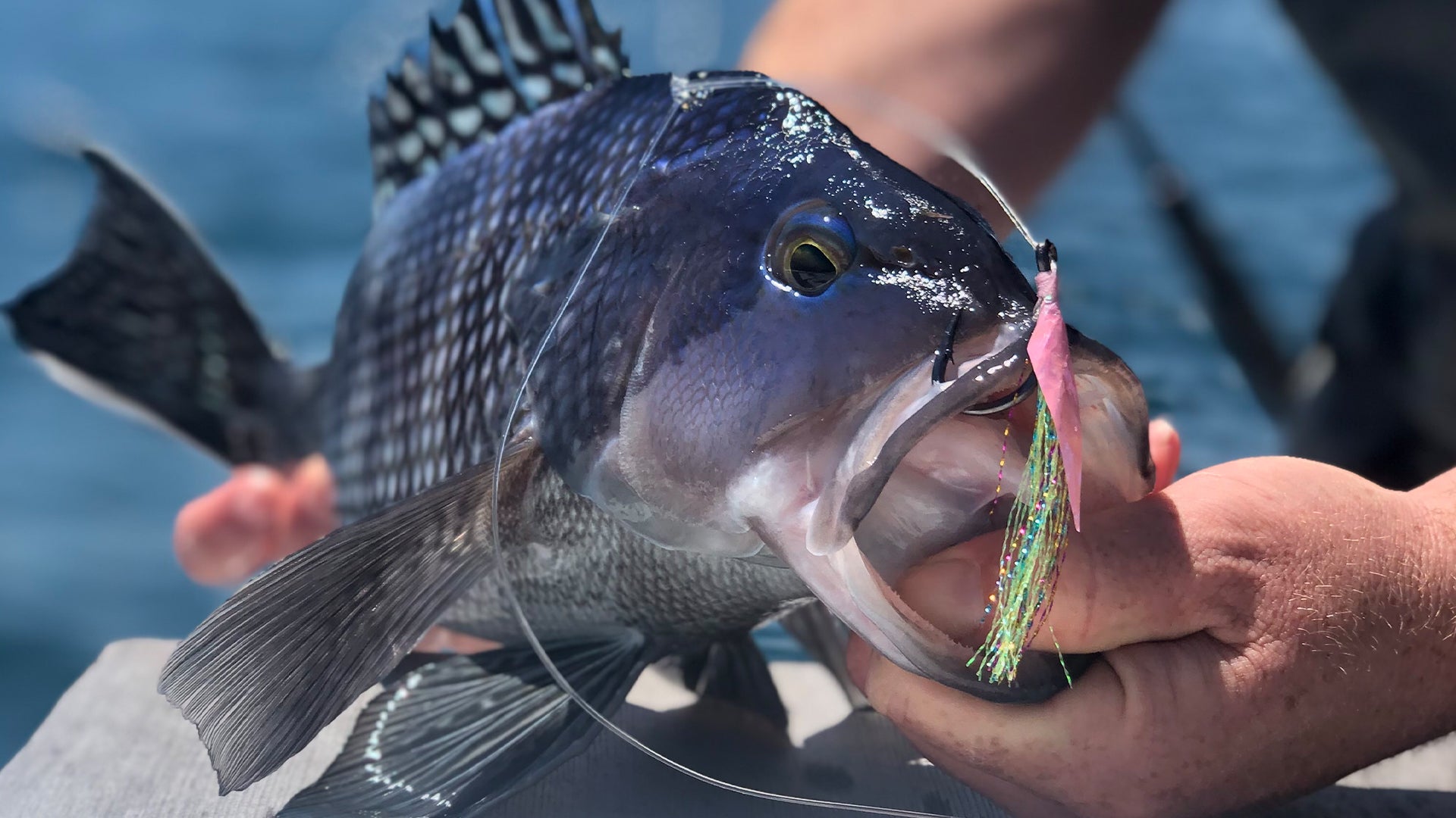 Seabass Fishing Cape Cod  Hogy Jig-Biki Teaser Rig – Hogy Lure Company  Online Shop