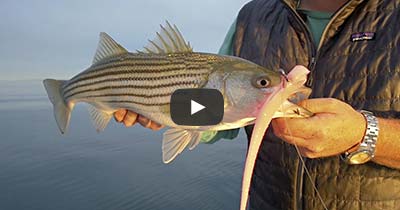 Video: Leadcore Jigging for Stripers in the Rips – Hogy Lure