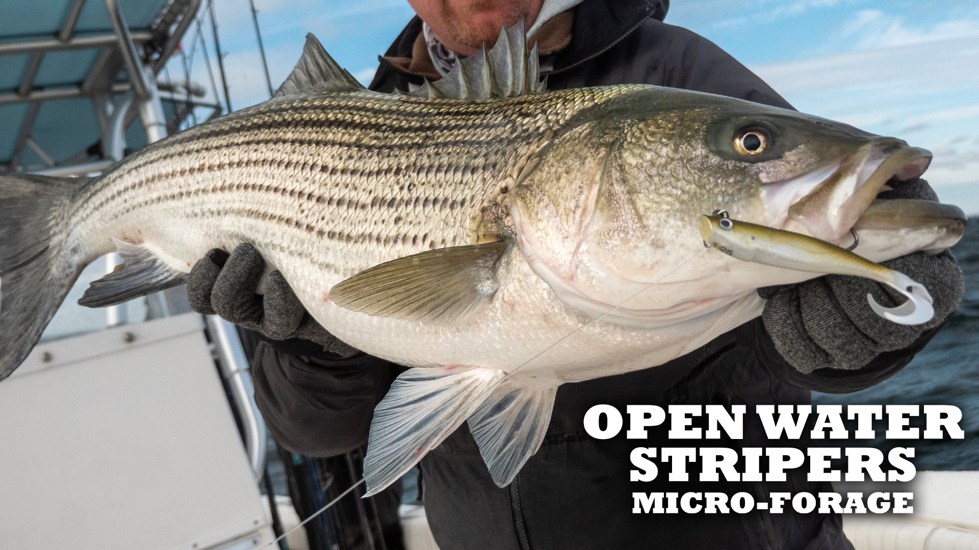 Micro-Forage Open Water Striper Fishing – Hogy Lure Company