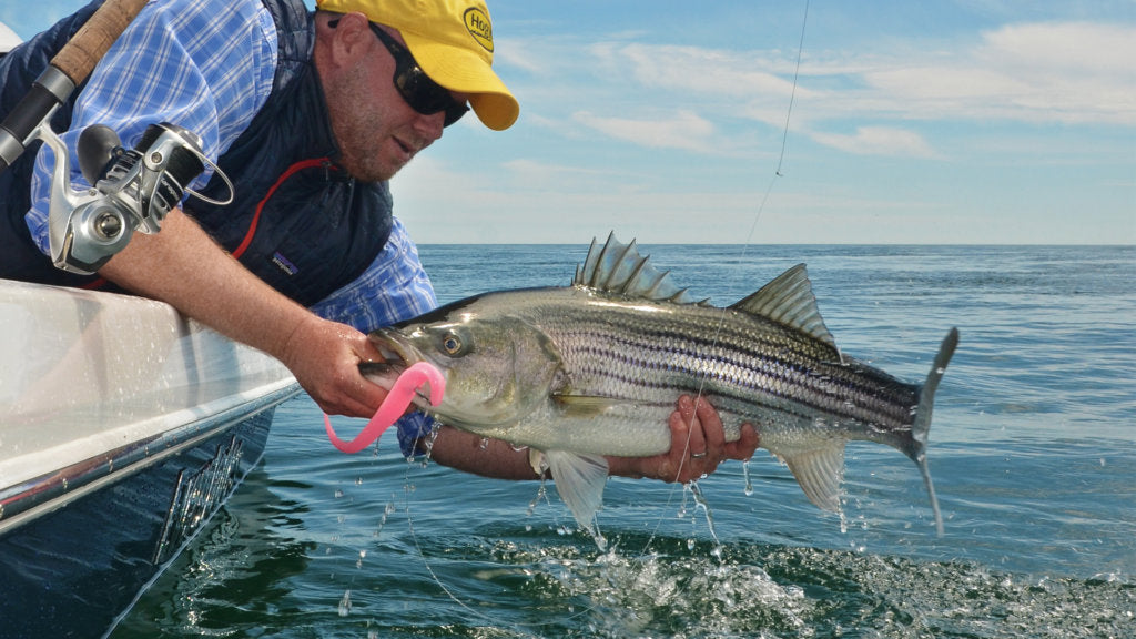Salty Cape: Early Spring Striper Fishing – Hogy Lure Company