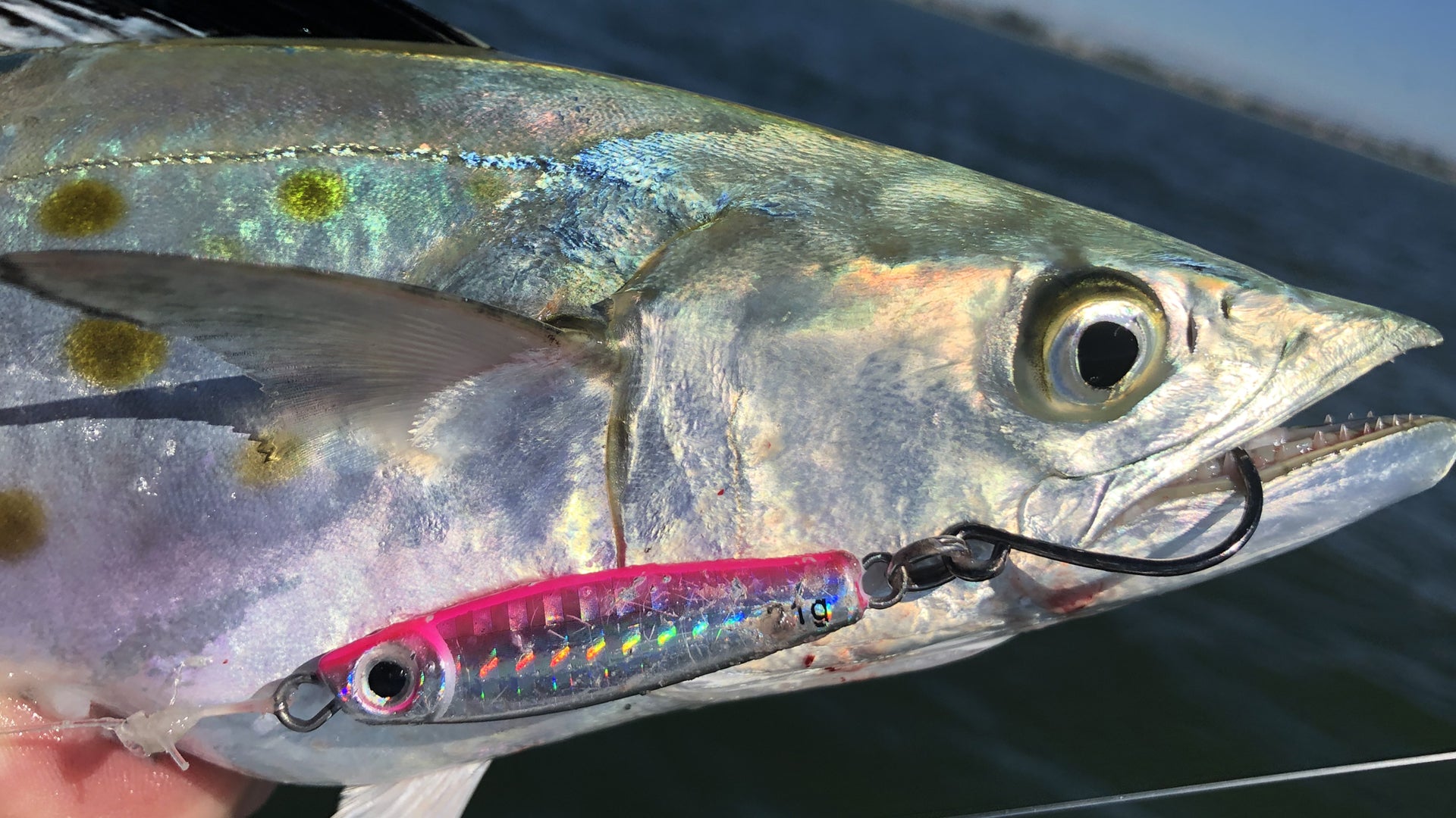 Best Lures to Catch King Mackerel