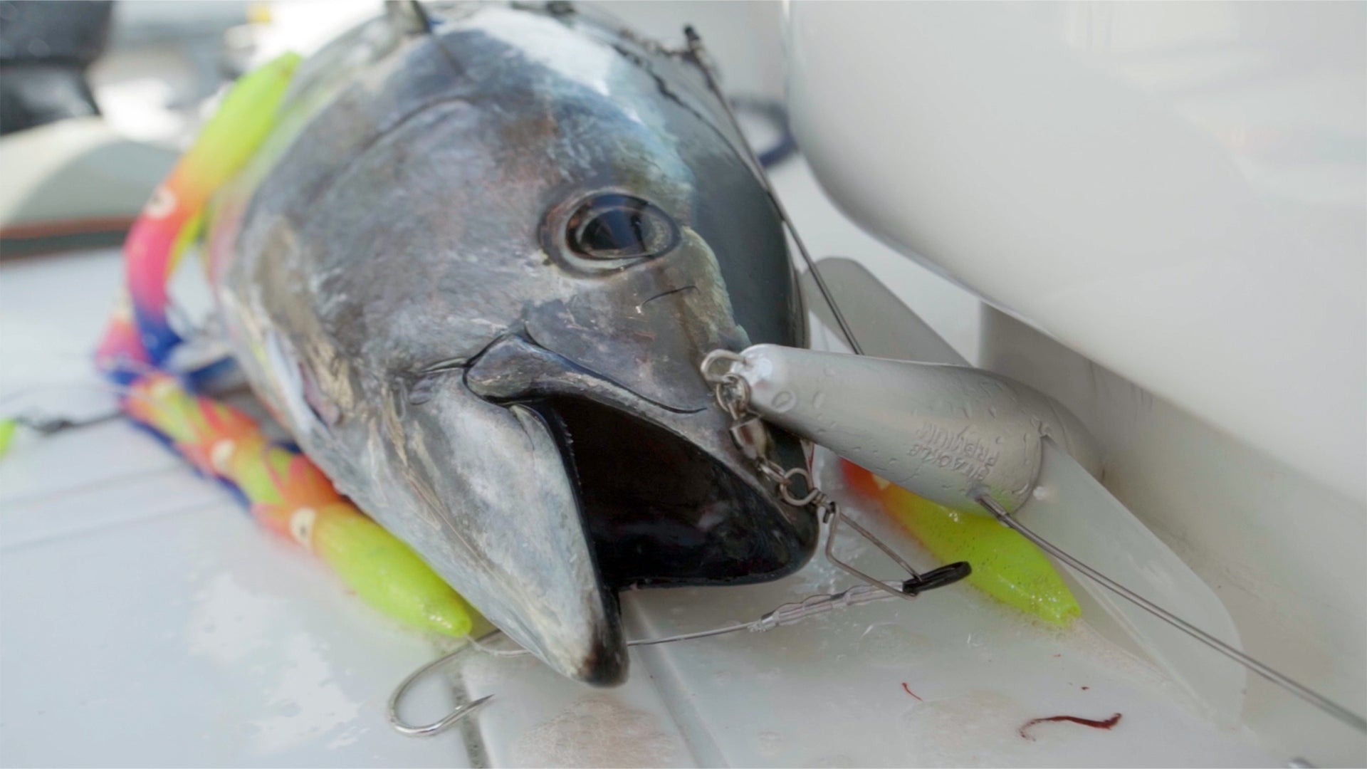School Bluefin Tuna Trolling, Simple 4 Rod Spread
