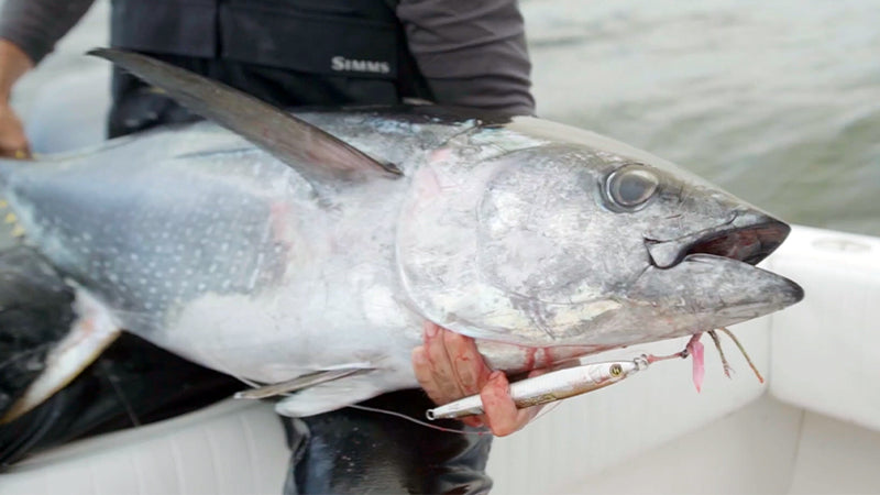 Jigging for Yellowfin Tuna  South of Martha's Vineyard – Hogy Lure Company  Online Shop