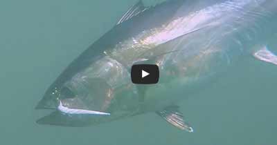 Fishing for Tuna with Hogy Pro Tail Paddle Swimbaits – Hogy Lure