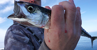 How To: Mackerel Fishing In Cape Cod Bay – Hogy Lure Company Online Shop