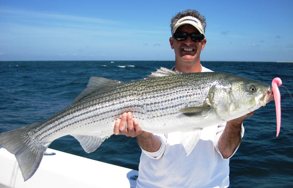 Topwater Poppers for Striped Bass Keyed in on Squid in Cape Cod Bay