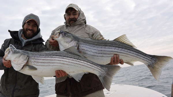The Best Striper Lures for Shore Fishing #111-S – Hogy Lure