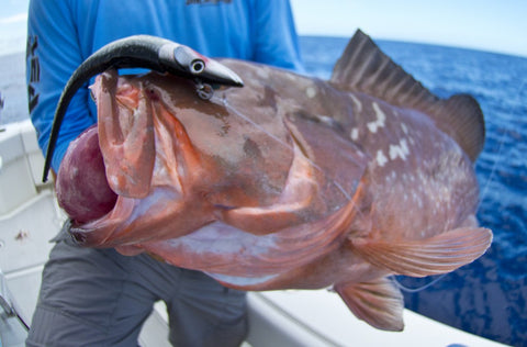 How-To: Diamond Jigs & Hogy Eel Teasers for Deep Water Grouper