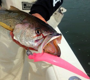 Secret Tips for Cape Cod Weakfish – Hogy Lure Company Online Shop