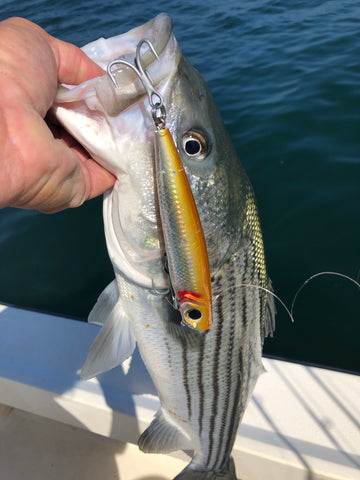 Pro Talk: Casting for Inshore + Offshore Striped Bass with the