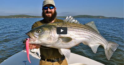 Topwater Tips for Backwater Stripers - On The Water