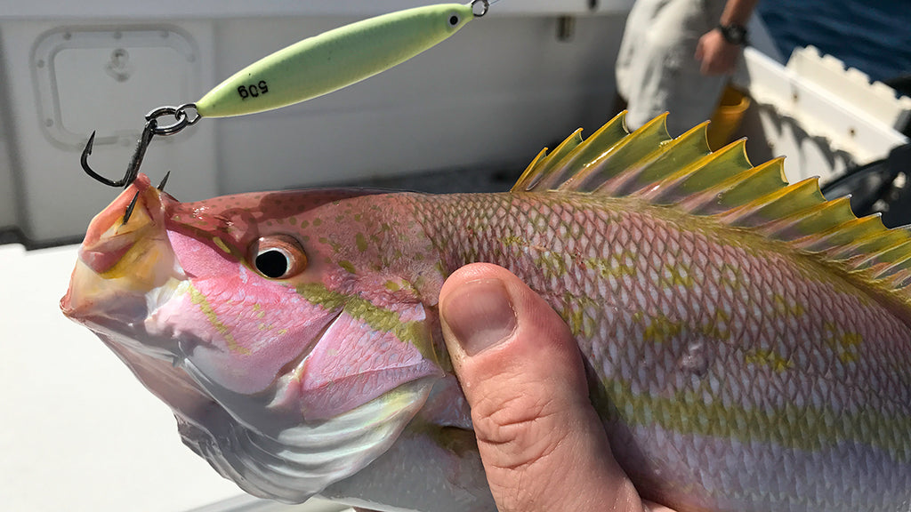 Hogy Squinnow Jig Yellowtail Snapper